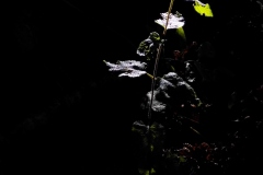 JLDiz-001-HERBAS