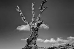 12-Pat-Celta-Descrenza