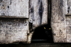 Isabel-Janeiro-Keltian