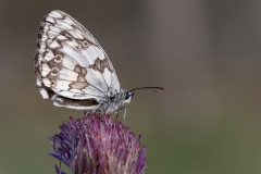 2.-Aurora-Macro-2023