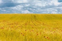 JE-Gomez-4-campos-de-castilla-1